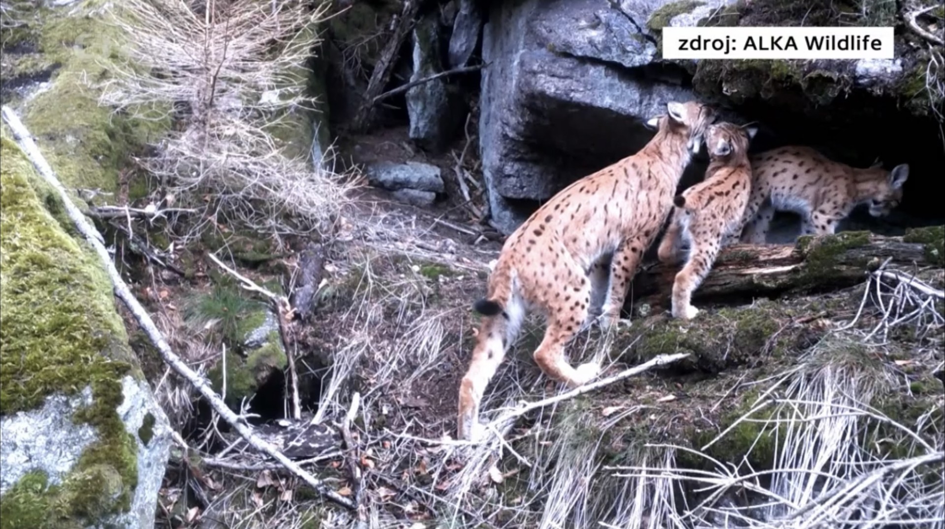 Rysi ostrovidi zachycení fotopastí, zdroj ALKA Wildlife